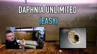 How I Raise Daphnia Water Fleas And You Can Too [upl. by Fuller]