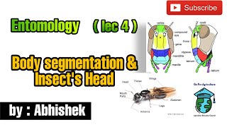 Insects body segmentation  Insects heads and its types  Entomology lec 4  Go For Agriculture [upl. by Ettenuahs]