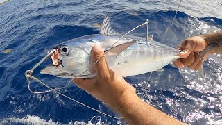 Pesca con Carnada Gigante en Mar Abierto  NUEVO RÉCORD [upl. by Janela]