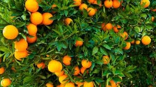 Cómo Cultivar Naranja  TvAgro por Juan Gonzalo Angel [upl. by Ecirtal]