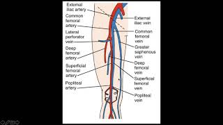 Arteries Veins and Blood Pressure [upl. by Nyleak433]