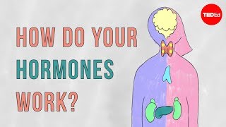 How do your hormones work  Emma Bryce [upl. by Enaht]