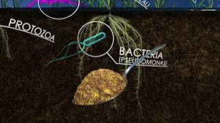 The Living Soil How Unseen Microbes Affect the Food We Eat 360 Video [upl. by Dorsman]