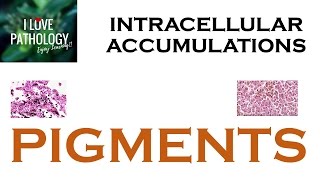 INTRACELLULAR ACCUMULATIONS PIGMENTS [upl. by Pacifa484]