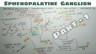 Sphenopalatine or Pterygopalatine Ganglion  1  NeuroAnatomy  Only One Chart  TCML [upl. by Wylde]