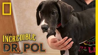 Quarantined Pup  The Incredible Dr Pol [upl. by Aeresed]