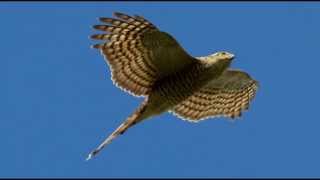 Sparrowhawk Bird Call Bird Song [upl. by Eentrok92]