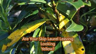 Skip Laurels Some Leaves Turning Yellow [upl. by Lemaj]