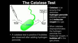 Microbiology Catalase Test [upl. by Engamrahc]