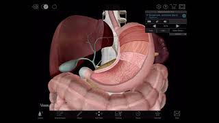 The Gallbladder and Bile Ducts  Cancer Research UK [upl. by Vachill]