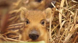 Cuccioli di cinghiale in Toscana [upl. by Eegnat185]