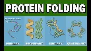 PROTEIN FOLDING [upl. by Nail]