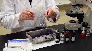 How to Perform a Gram Stain  MCCC Microbiology [upl. by Odlawso]