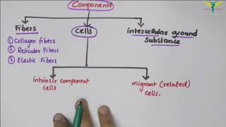 Connective Tissue  Basic Histology [upl. by Treacy]