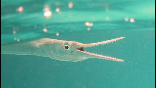 Facts The Needlefish [upl. by Renard183]