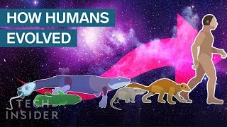 Incredible Animation Shows How Humans Evolved From Early Life [upl. by Nelloc]