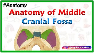 Anatomy of Middle cranial Fossa [upl. by Annail]