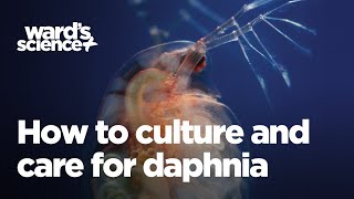 Caring and Culturing for Daphnia [upl. by Adnohsal]