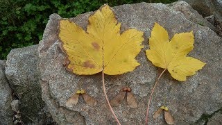 lérable sycomore un arbre [upl. by Yrrah]