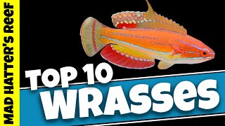 Top 10 Reef Safe Wrasse [upl. by Anaiv]