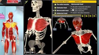 How the Muscles Work 3D Anatomy amp Diagrams [upl. by Nnylaj]