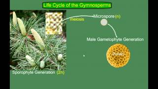 Gymnosperm Pine Life Cycle [upl. by Ycam]