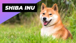 Shiba Inu 🐕 From Japan with Love [upl. by Giralda533]