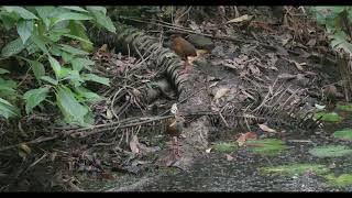 Greynecked WoodRail [upl. by Fowler642]