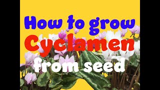 how to germinate cyclamen seeds Part 1 [upl. by Alehc]