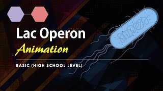 Lac Operon Basic Animation  Gene regulation in Prokaryotes [upl. by Chesney]