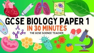 All of GCSE BIOLOGY Paper 1 in 30 minutes  The GCSE Science Teacher [upl. by Eedahs]