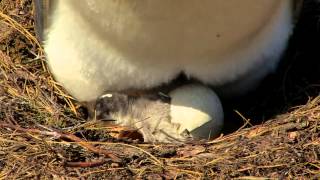 Penguin Chick Hatching [upl. by Hnahym]