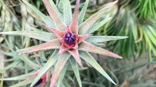 Tillandsia Tour  Utrecht Botanic Gardens Part 2  Plant One On Me — Ep 087 [upl. by Esenwahs]