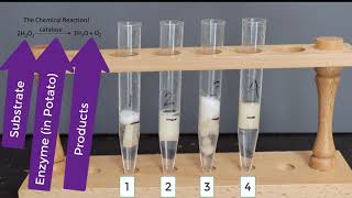 Enzyme Potato Experiment [upl. by Nitsur523]