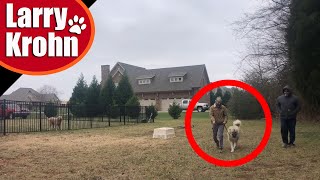 Dog aggressive Anatolian Shepherd  changing the aggression mindset [upl. by Laufer]