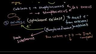 Catalase and oxidase tests [upl. by Dianna728]