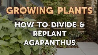 How to Divide amp Replant Agapanthus [upl. by Mukul]