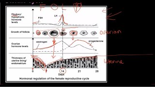 Grade 12 Life Sciences Human Reproduction Part 3 [upl. by Suirtemid]