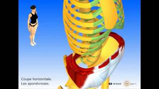 Vidéo sonorisée Les muscles abdominaux [upl. by Erline295]