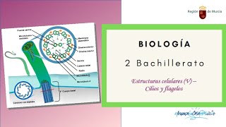 ESTRUCTURAS CELULARES V CILIOS Y FLAGELOS [upl. by Jankell]