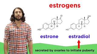 Lipids Part 2 Steroids [upl. by Adahs668]