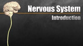 The Nervous System In 9 Minutes [upl. by Nivlem407]