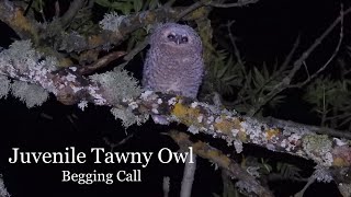 Juvenile Tawny Owl Begging Call [upl. by Doolittle207]