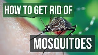 How to Get Rid of Mosquitoes in Your Yard 4 EASY Steps [upl. by Goldsmith]