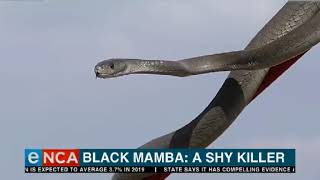 Black Mamba A shy killer [upl. by Mokas]