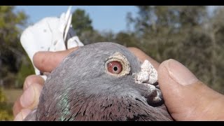 Racing Pigeons that WIN  Houben x Janssen x Calias [upl. by Bull]