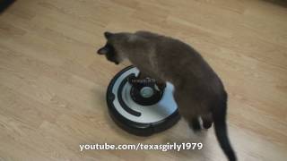 Cat shows HOW TO use iRobot Roomba Vacuum [upl. by Sullivan]