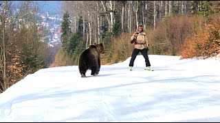 Skiing with the bear on the slope  9 Martie 2021 Partia Cocosul Predeal Romania by Mister Fox [upl. by Amikat]