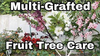 Multi  Grafted Fruit Tree Care  Top 5 Tips [upl. by Eissoj227]