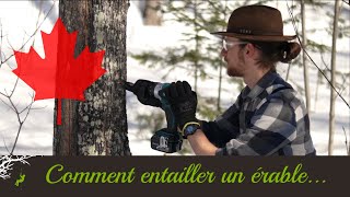 Comment Entailler un Érable  Enseigné par un arboriste [upl. by Gordy]